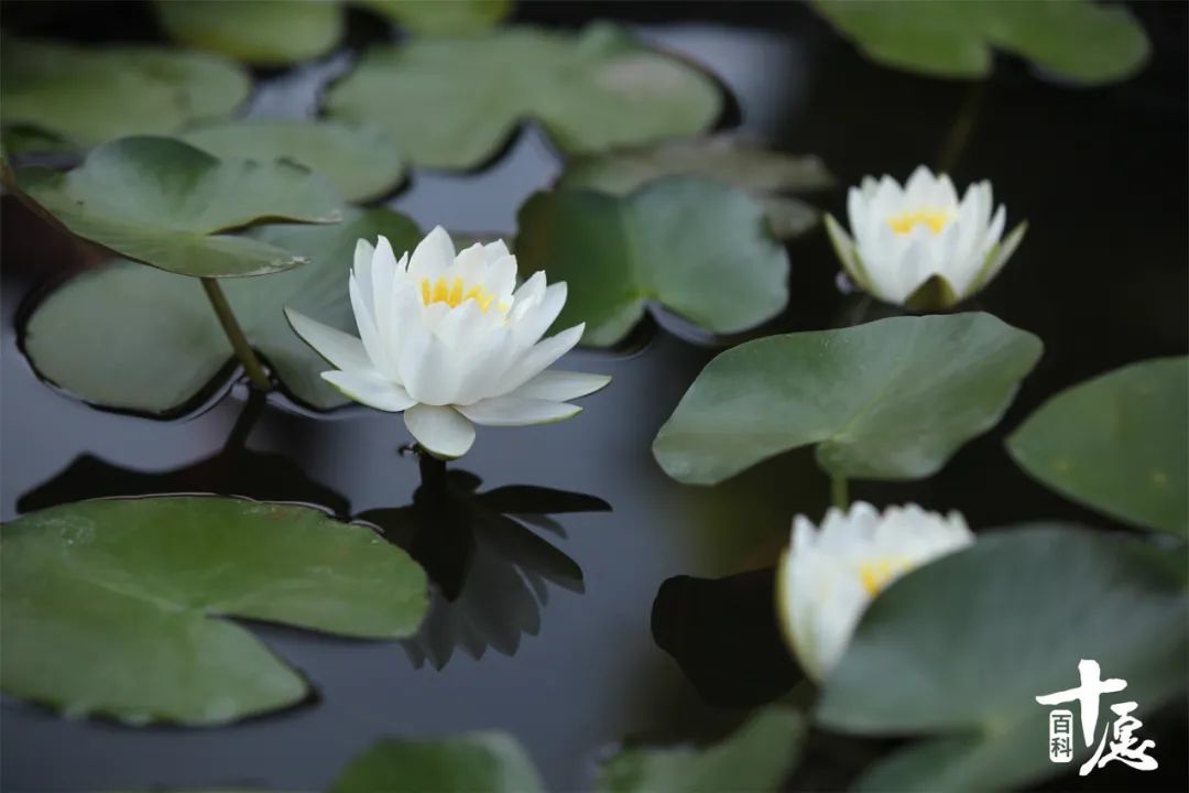 人间值得：十首经典禅诗，你收藏了吗