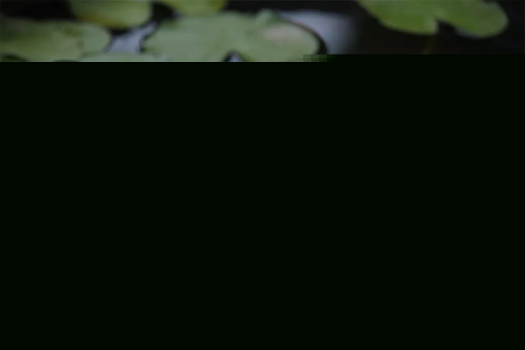 图片来源：十愿百科 摄影：妙传