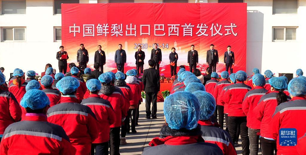 2020年1月14日,中国鲜梨出口巴西首发仪式在河北沧州泊头举行。新华社记者 牟宇 摄